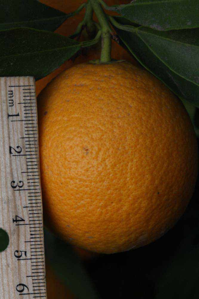              Fruit (Riverside, CA)       